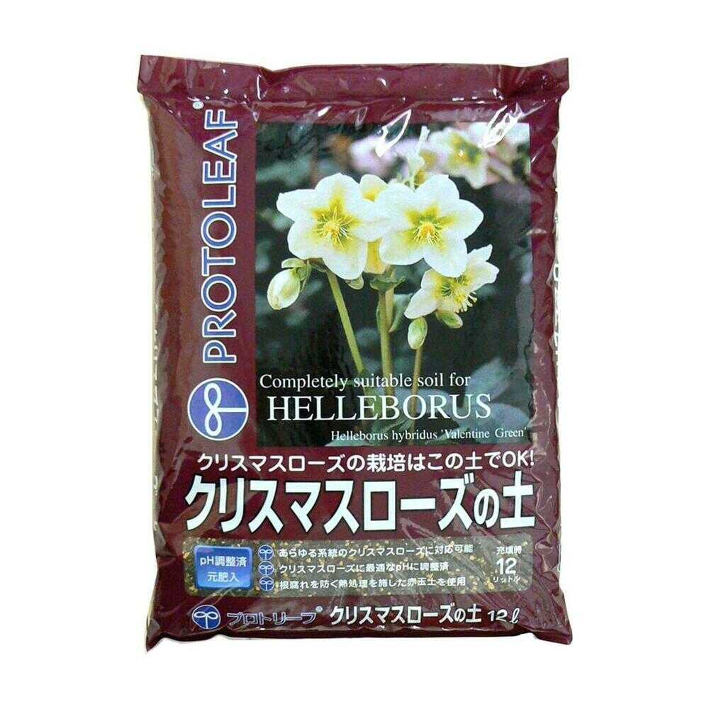 猛暑対策　クリスマスローズ種mix30粒 猛暑対策 クリスマスローズ種mix30粒