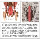 低反発シリコンクッション 尿漏れ原因筋トレーニング もれトレ メーカー直送 ▼返品・キャンセル不可【他商品との同時購入不可】