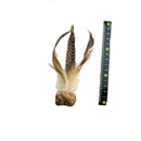 虫えい果きじ羽ボール 1個