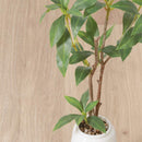 フェイクグリーン ギンモクセイ セラミックポット 41133 メーカー直送 ▼返品・キャンセル不可【他商品との同時購入不可】