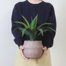 フェイクグリーン アガベ セメントポット 41135 メーカー直送 ▼返品・キャンセル不可【他商品との同時購入不可】