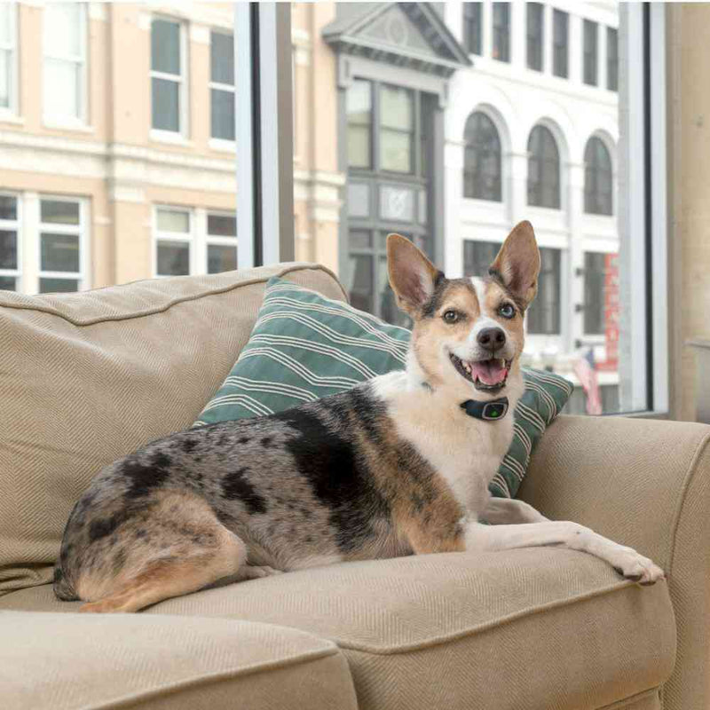 小型犬用バークコントロール メーカー直送▼返品・キャンセル不可【他商品との同時購入不可】