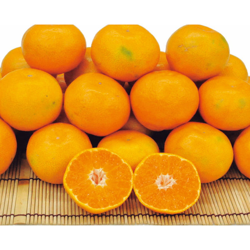 ◆【お歳暮限定】愛媛県産 日の丸みかん（2kg）◇メーカー直送 ▼返品・キャンセル不可【他商品との同時購入不可】