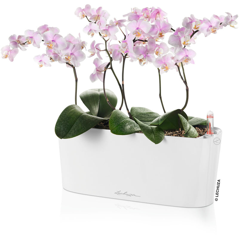 Lechuza 底面給水プランター デルタ20 土容量5L メーカー直送 ▼返品・キャンセル不可【他商品との同時購入不可】