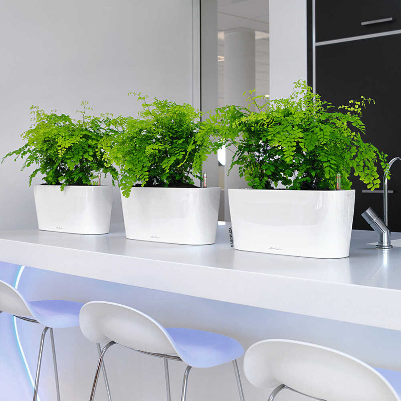 Lechuza 底面給水プランター デルタ20 土容量5L メーカー直送 ▼返品・キャンセル不可【他商品との同時購入不可】