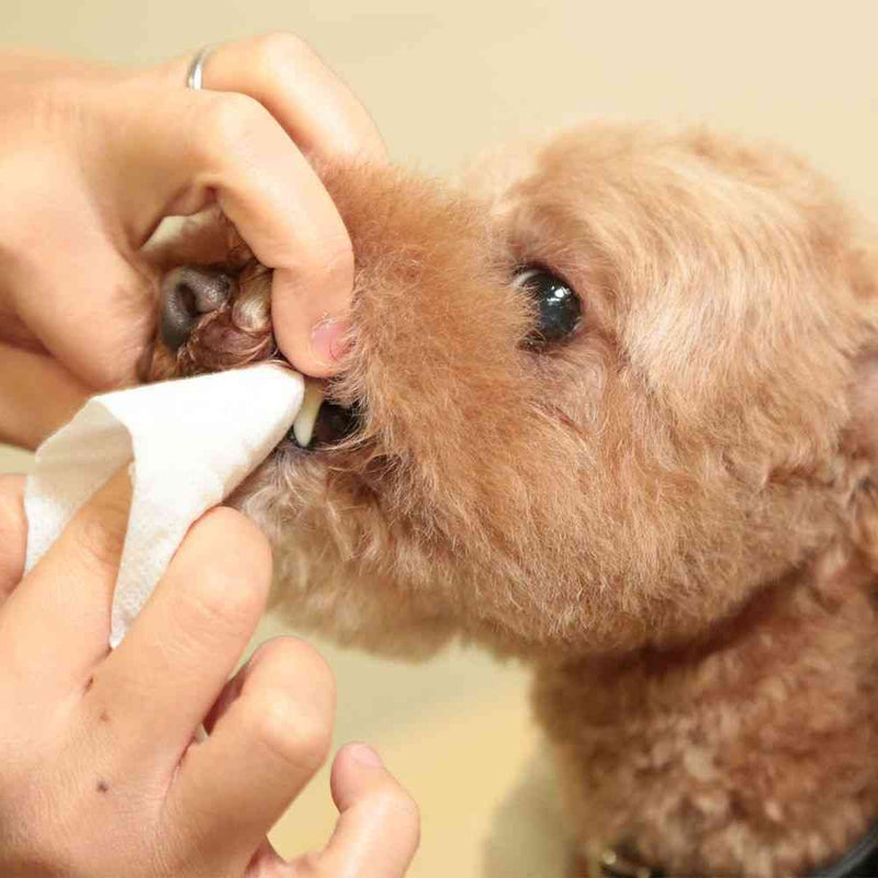 トーラス プラケアシート 30枚