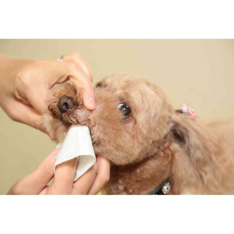 トーラス プラケアシート 30枚