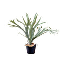 80977 コウモリラン 【直送品】 返品・キャンセル・他商品と同時購入は不可