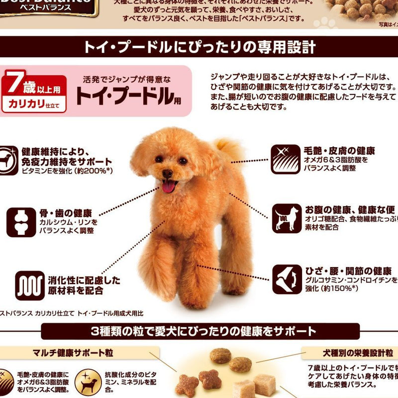 Best Balance Toy Poodle for 7 years old 1.8Kg