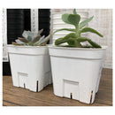 アップルウェアー プレステラ 75型 ホワイト 10個組