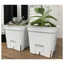 アップルウェアー プレステラ 75型 ホワイト 10個組