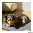 ペット用 テラペットベッド ブルー Mサイズ メーカー直送 ▼返品・キャンセル不可【他商品との同時購入不可】