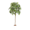 光触媒 インテリアグリーン ベンジャミン[04572] メーカー直送 ▼返品・キャンセル不可【他商品との同時購入不可】