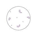 Napier wisteria scent double 30m x 4 rolls