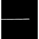 Sakura My Name White Fine Print 1