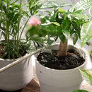 フマキラー カダン感動肥料原液バイオパワー 500ml