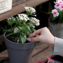 フマキラー カダン感動肥料置くだけタブレットバイオパワー 150g