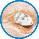 フマキラー カメムシ 凍殺ジェット 300ml