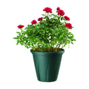 大和プラ販 根はり鉢 ダークグリーン 3号