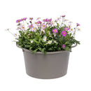 大和プラ販 コージーバスケット グレー 25型