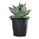 大和プラ 根はりポット 24型 ブラック