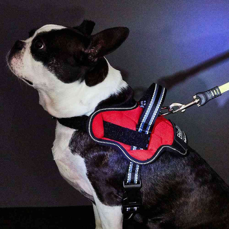 犬用胴輪 EthicalDoor イージーウェアハーネス S メーカー直送▼返品・キャンセル不可【他商品との同時購入不可】