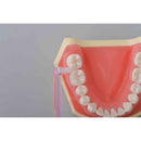 西脇工業 ドクターオーディン ワンタフト 3本組