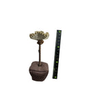 キャットニップカーネーション １個