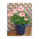 アップルウェアー 長鉢F型 ブルー