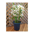 アップルウェアー 長鉢F型 ブルー