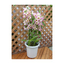 アップルウェアー 長鉢F型 ホワイト