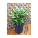 アップルウェアー 長鉢F型 ブルー