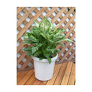 アップルウェアー 長鉢F型 ホワイト