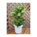 アップルウェアー 長鉢F型 ホワイト