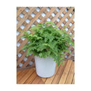 アップルウェアー 長鉢F型 ホワイト