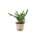 リッチェル ウルオ ポット  ベージュ