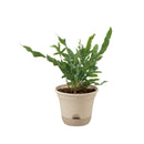 リッチェル ウルオ ポット  ベージュ