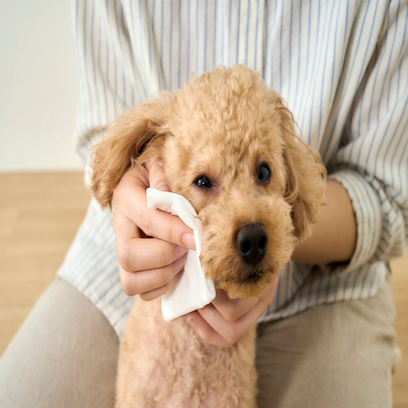 アイリスオーヤマ ペット用トイレに流せるウェットティッシュ 72枚入