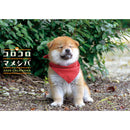 トライエックス コロコロマメシバ 2026年 カレンダー▼返品不可