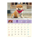 トライエックス コロコロマメシバ 2026年 カレンダー▼返品不可