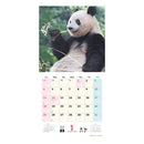 トライエックス シャンシャン・シャオシャオ・レイレイ 2026年 カレンダー▼返品不可