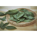 Cogit Motto Botanical Shampoo Pump Black 300ml