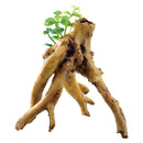 ジェックス 癒し水景水草付き流木ブランチ