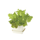 リッチェル ベビーリーフプランター アイボリー