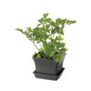 リッチェル ベビーリーフプランター ダークグレー