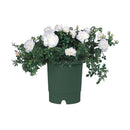 リッチェル バラ鉢 ダークグリーン