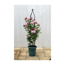 リッチェル バラ鉢 ダークグリーン