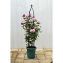 リッチェル バラ鉢 ダークグリーン