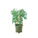 リッチェル 菜園上手 グリーン