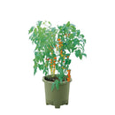 リッチェル 菜園上手 グリーン